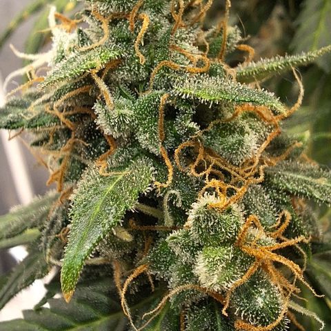 White Widow Auto 2 growlog timeline photo