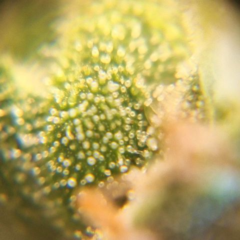 White Widow Auto 2 growlog timeline photo