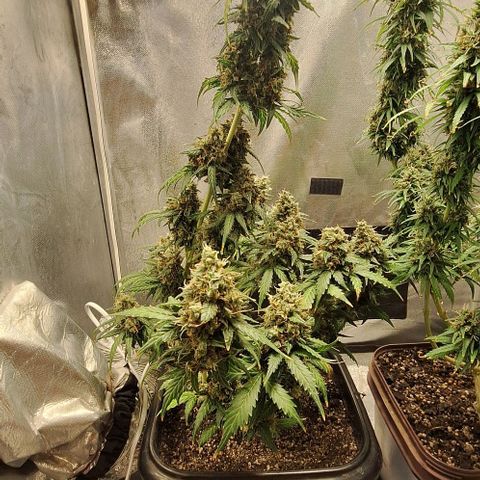 White Widow Auto 2 growlog timeline photo