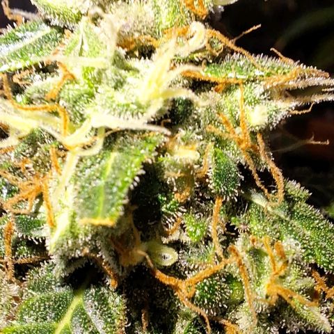 White Widow Auto 2 growlog timeline photo