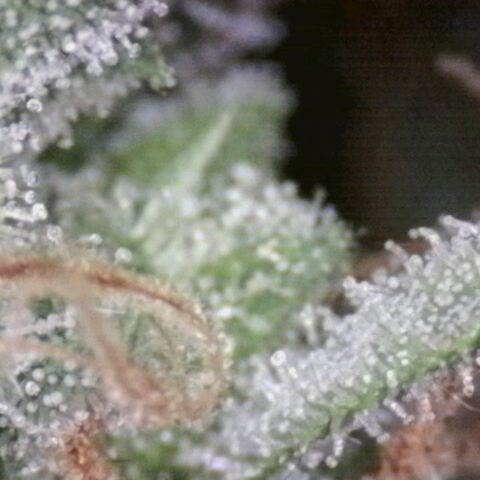 White Widow Auto 2 growlog timeline photo