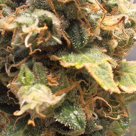 White Widow Auto 2 growlog timeline photo