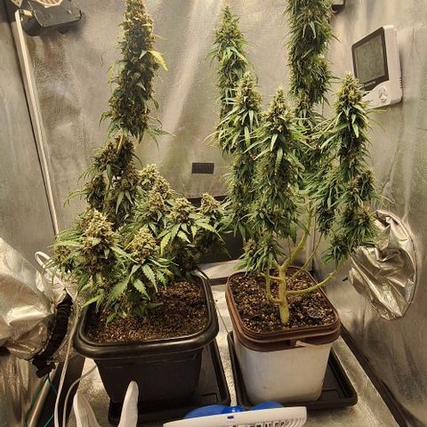Prensado Paraguaio 🇵🇾 growlog timeline photo