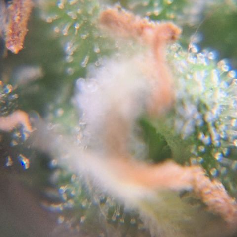 White Widow Auto 2 growlog timeline photo