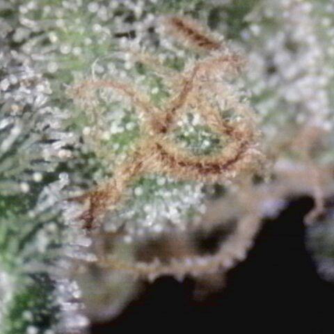 White Widow Auto 2 growlog timeline photo