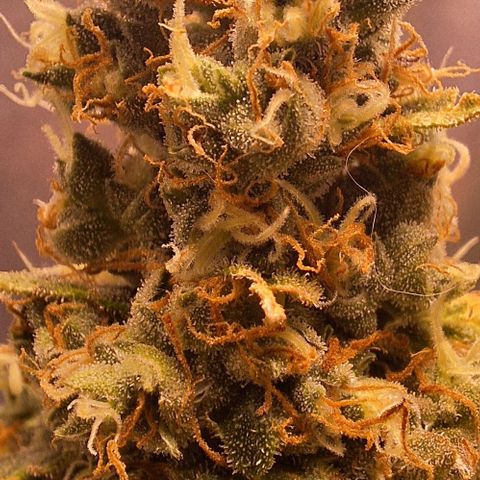 White Widow Auto 2 growlog timeline photo