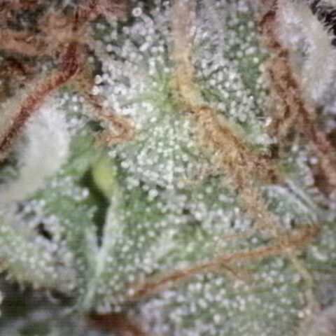White Widow Auto 2 growlog timeline photo