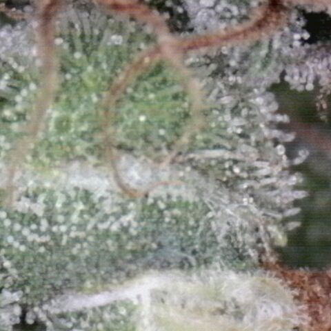 White Widow Auto 2 growlog timeline photo