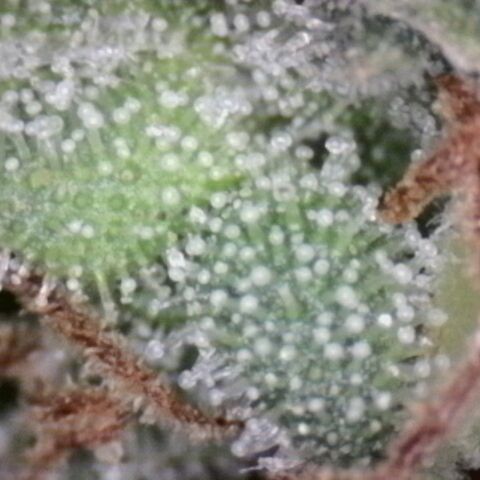 White Widow Auto 2 growlog timeline photo