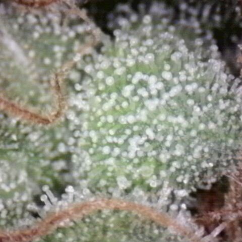 White Widow Auto 2 growlog timeline photo
