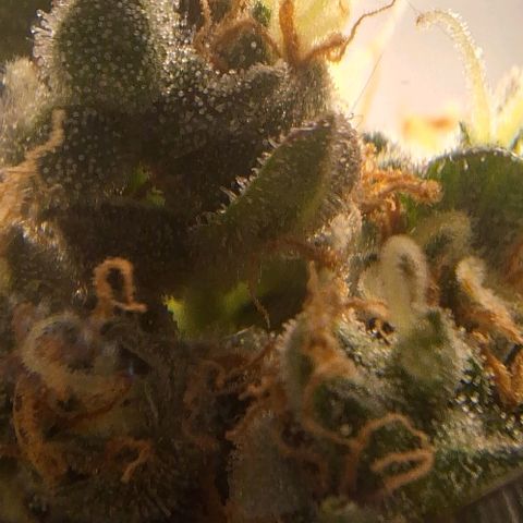 White Widow Auto 2 growlog timeline photo