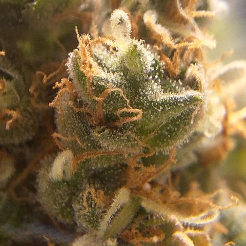 White Widow Auto 2 growlog timeline photo