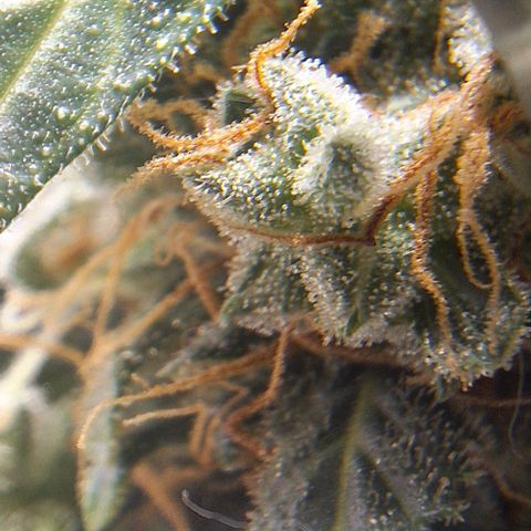 White Widow Auto 2 growlog timeline photo