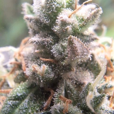 White Widow Auto 2 growlog timeline photo