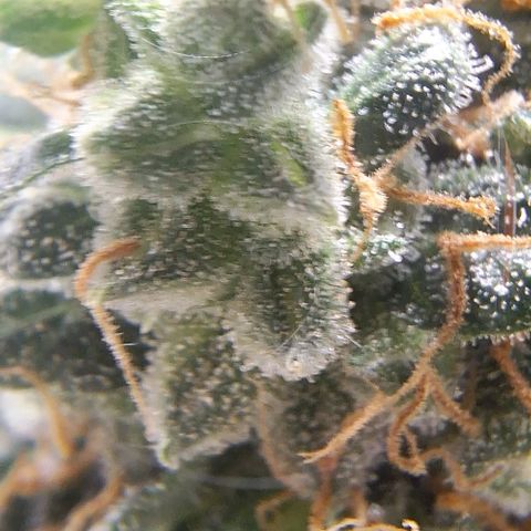 White Widow Auto 2 growlog timeline photo