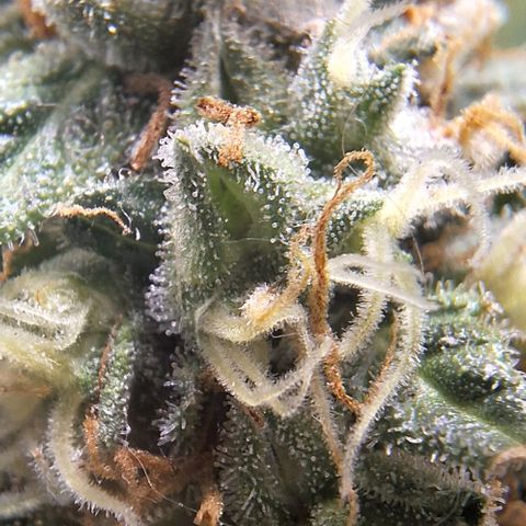 White Widow Auto 2 growlog timeline photo