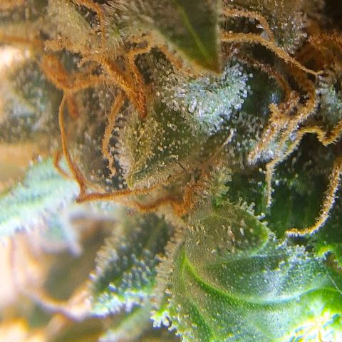 White Widow Auto 2 growlog timeline photo