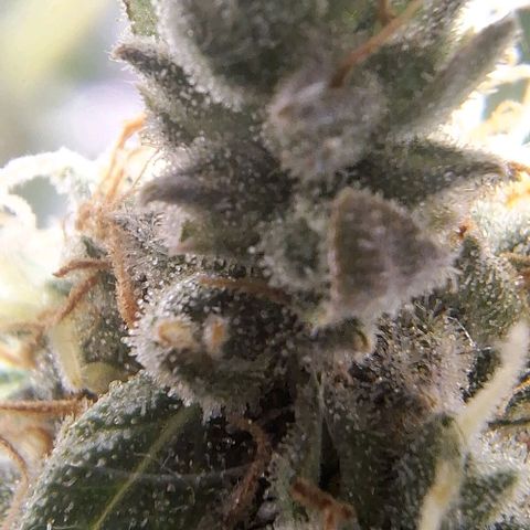 White Widow Auto 2 growlog timeline photo
