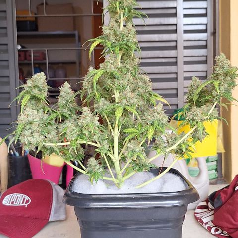 White Widow Auto 2 growlog timeline photo