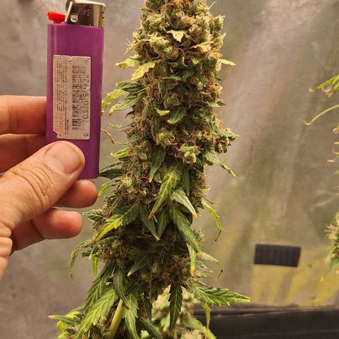 White Widow Auto 2 growlog timeline photo