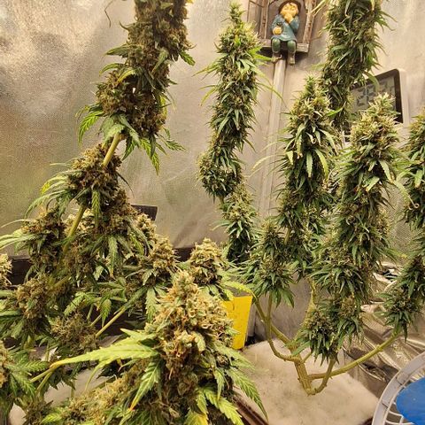 White Widow Auto 2 growlog timeline photo