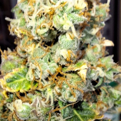 White Widow Auto 2 growlog timeline photo