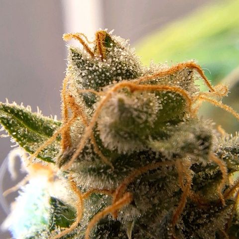 White Widow Auto 2 growlog timeline photo