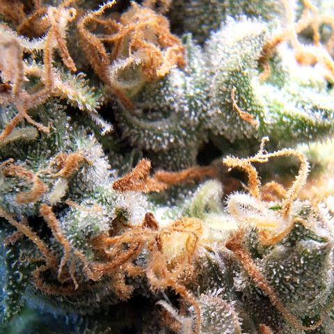White Widow Auto 2 growlog timeline photo