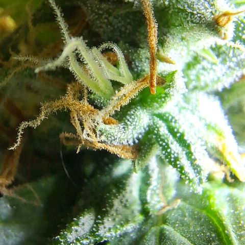 Prensado Paraguaio 🇵🇾 growlog timeline photo