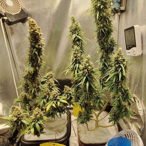 Prensado Paraguaio 🇵🇾 growlog timeline photo