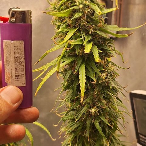 Prensado Paraguaio 🇵🇾 growlog timeline photo