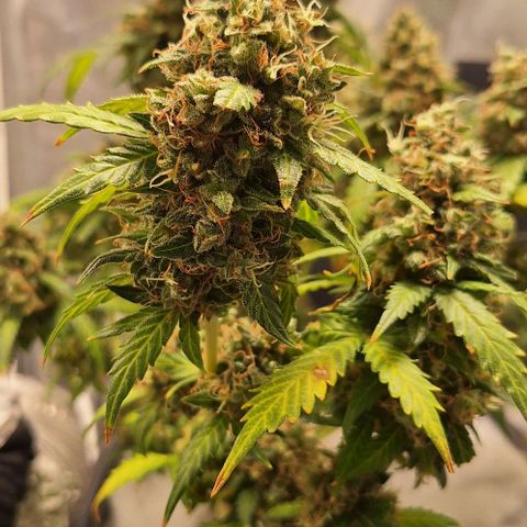 White Widow Auto 2 growlog timeline photo