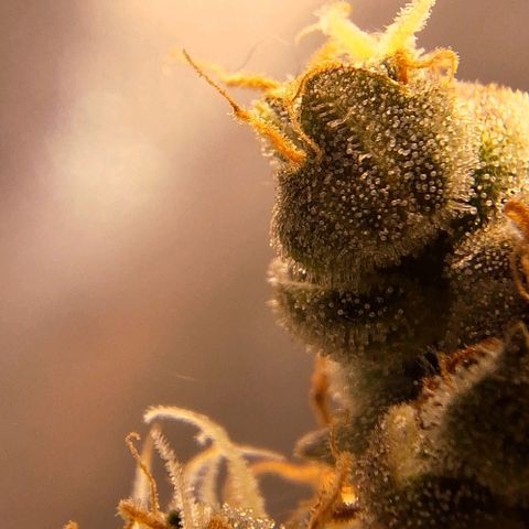 White Widow Auto 2 growlog timeline photo