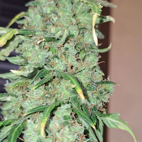 White Widow Auto 2 growlog timeline photo