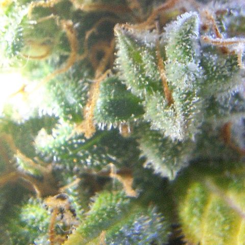 White Widow Auto 2 growlog timeline photo