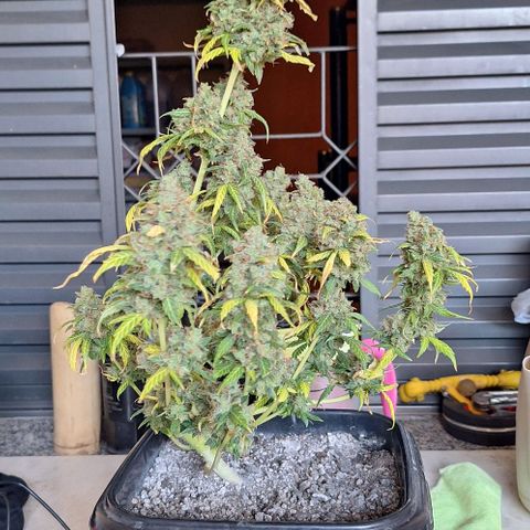 White Widow Auto 2 growlog timeline photo