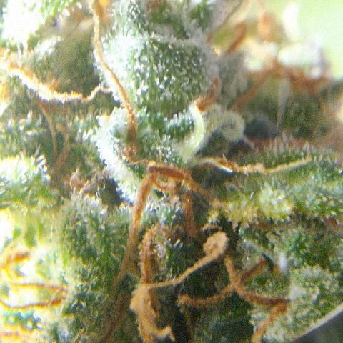White Widow Auto 2 growlog timeline photo