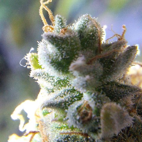 White Widow Auto 2 growlog timeline photo