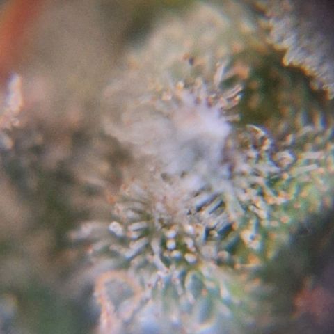 White Widow Auto 2 growlog timeline photo