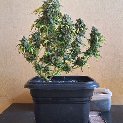 White Widow Auto 2 growlog timeline photo