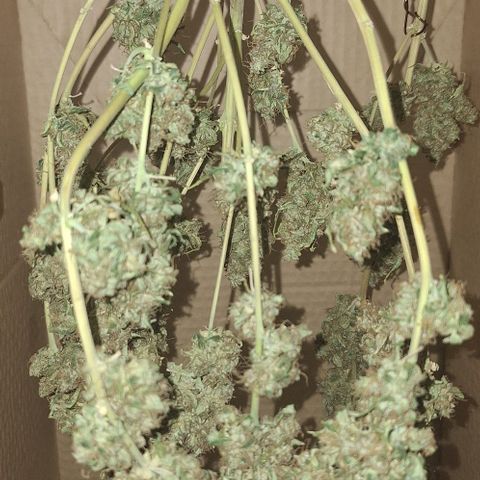 White Widow Auto 2 growlog timeline photo