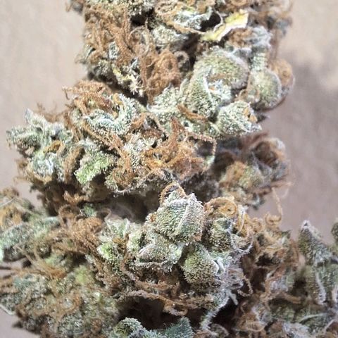 White Widow Auto 2 growlog photo: Foi pro pote