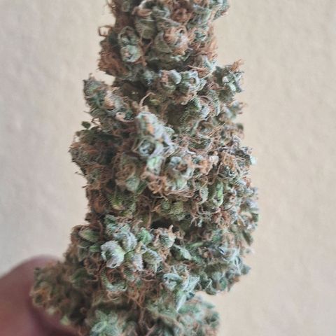 White Widow Auto 2 growlog photo: Foi pro pote