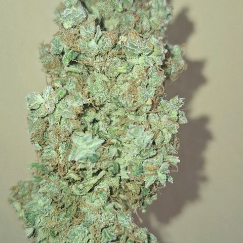 White Widow Auto 2 growlog photo: Foi pro pote