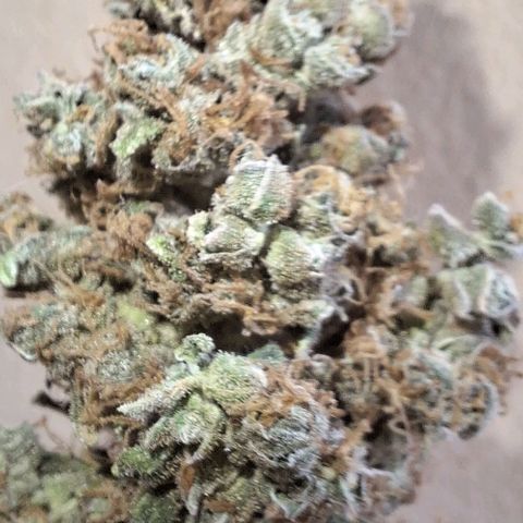 White Widow Auto 2 growlog photo: Foi pro pote