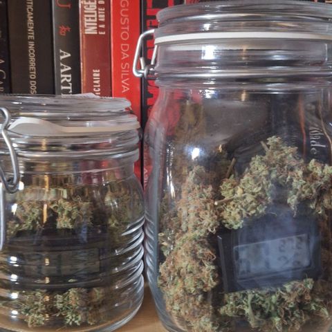 White Widow Auto 2 growlog photo: UR
71% pote menor
67% pote maior