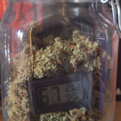 White Widow Auto 2 growlog photo: UR
71% pote menor
67% pote maior