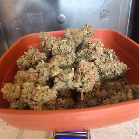 White Widow Auto 2 growlog photo: Foi pro pote