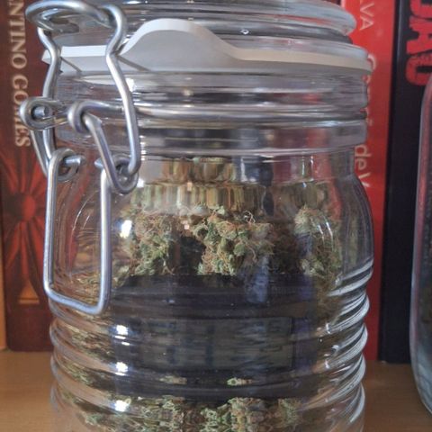 White Widow Auto 2 growlog photo: UR
71% pote menor
67% pote maior