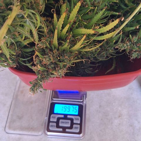 Prensado Paraguaio 🇵🇾 growlog timeline photo